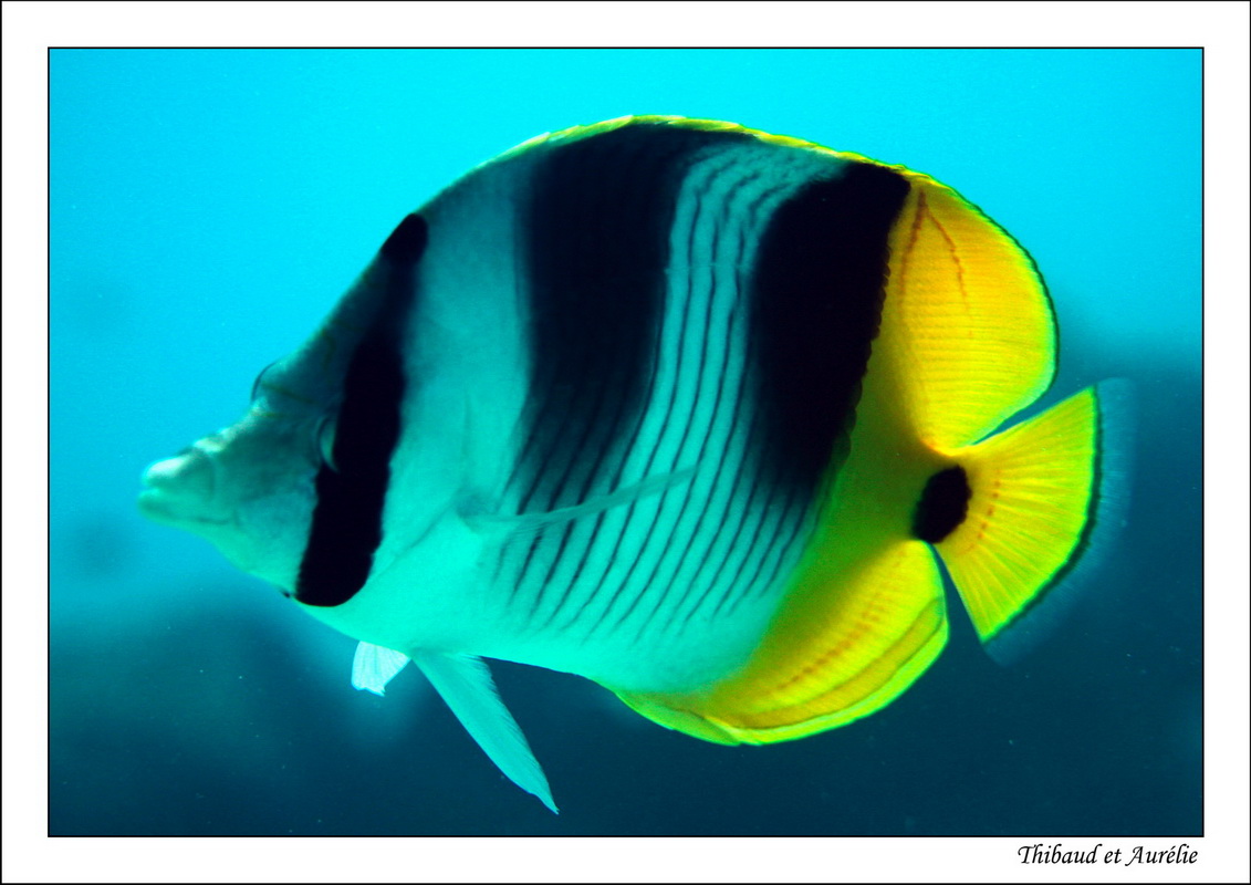 2009   08   Plongee Bora bora 06